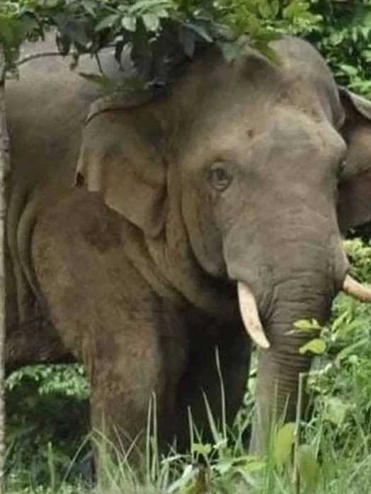 Voi Phlai Oiwan tại Vườn quốc gia Khao Yai (Thái Lan). Ảnh: Prasit Tangprasert.