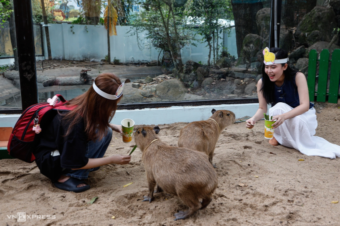 Du khách đang tham gia hoạt động cho chuột lang nước (capybara) ăn cỏ tại Thảo Cầm Viên. Ảnh: Khương Nguyễn