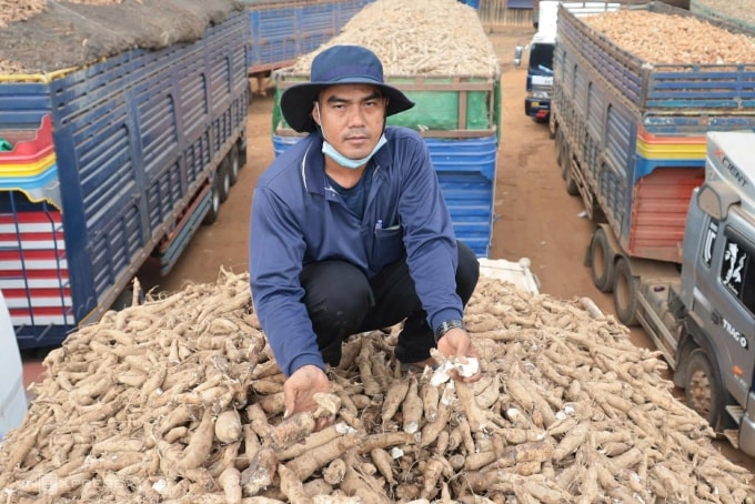 Hàng nông sản bị ách tắc, chờ thông quan tại cửa khẩu quốc tế Chàng Riệc, Tây Ninh, ngày 31/1. Ảnh: Nam An