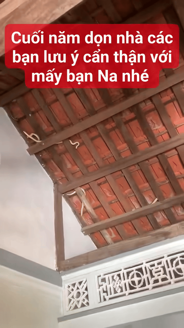 Nhìn lên mái nhà, chủ nhà phát hiện cảnh tượng "nổi da gà" giữa ban ngày - Ảnh 1.