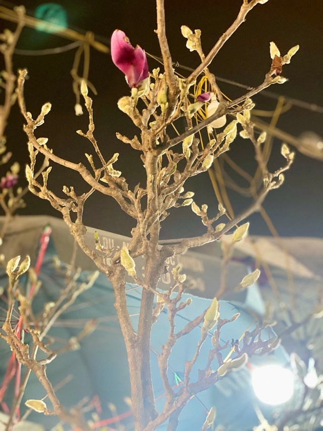 Loài hoa ngủ đông thành trào lưu sốt xình xịch trên mạng dịp Tết Bính Ngọ- Ảnh 4.