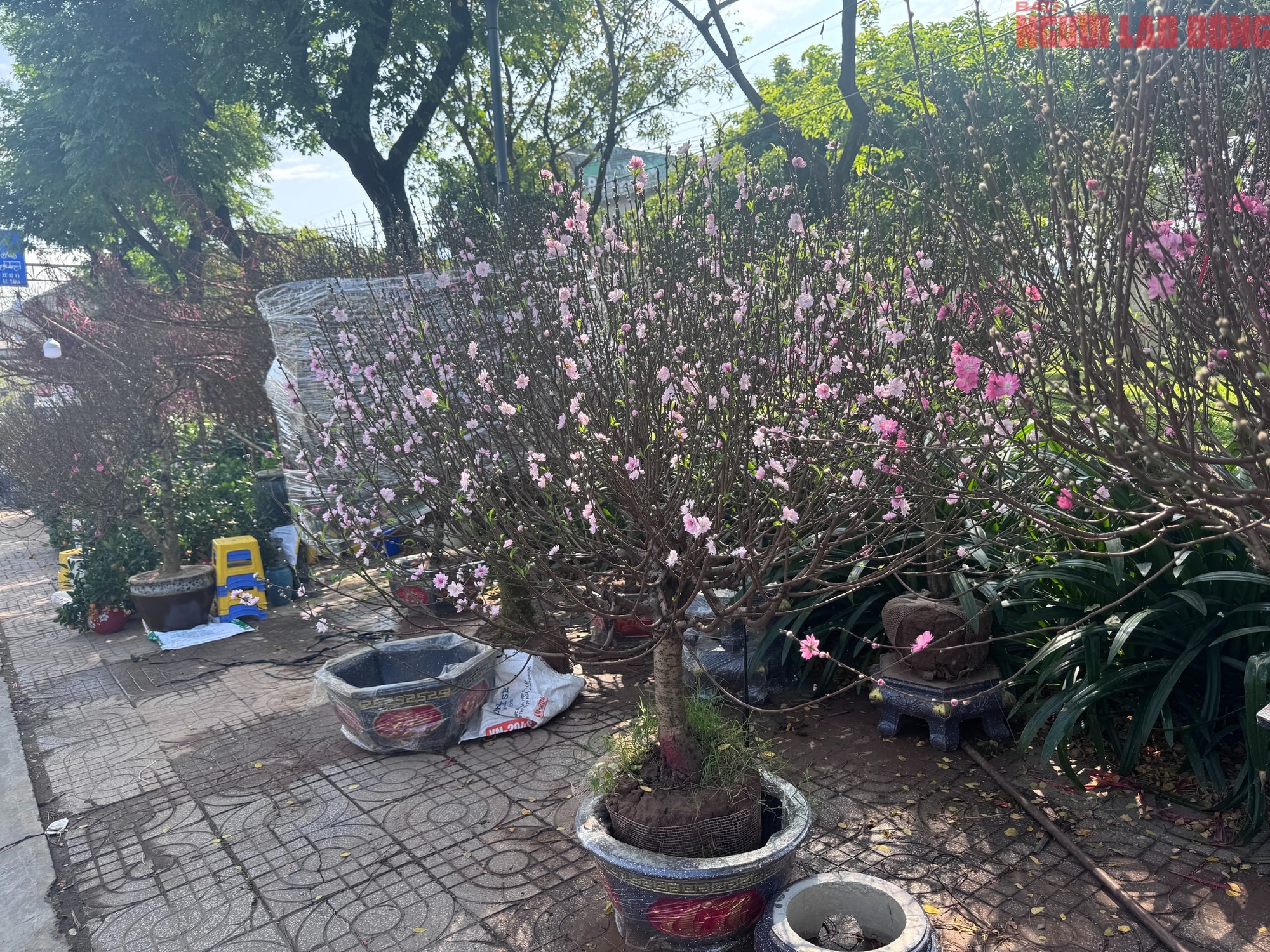 Giá hoa đào Tết 2026 tại TPHCM: Sự bùng nổ về chất lượng và giá cả - Ảnh 1. Giá hoa đào Tết 2026 tại TPHCM: Sự bùng nổ về chất lượng và giá cả - Ảnh 1.