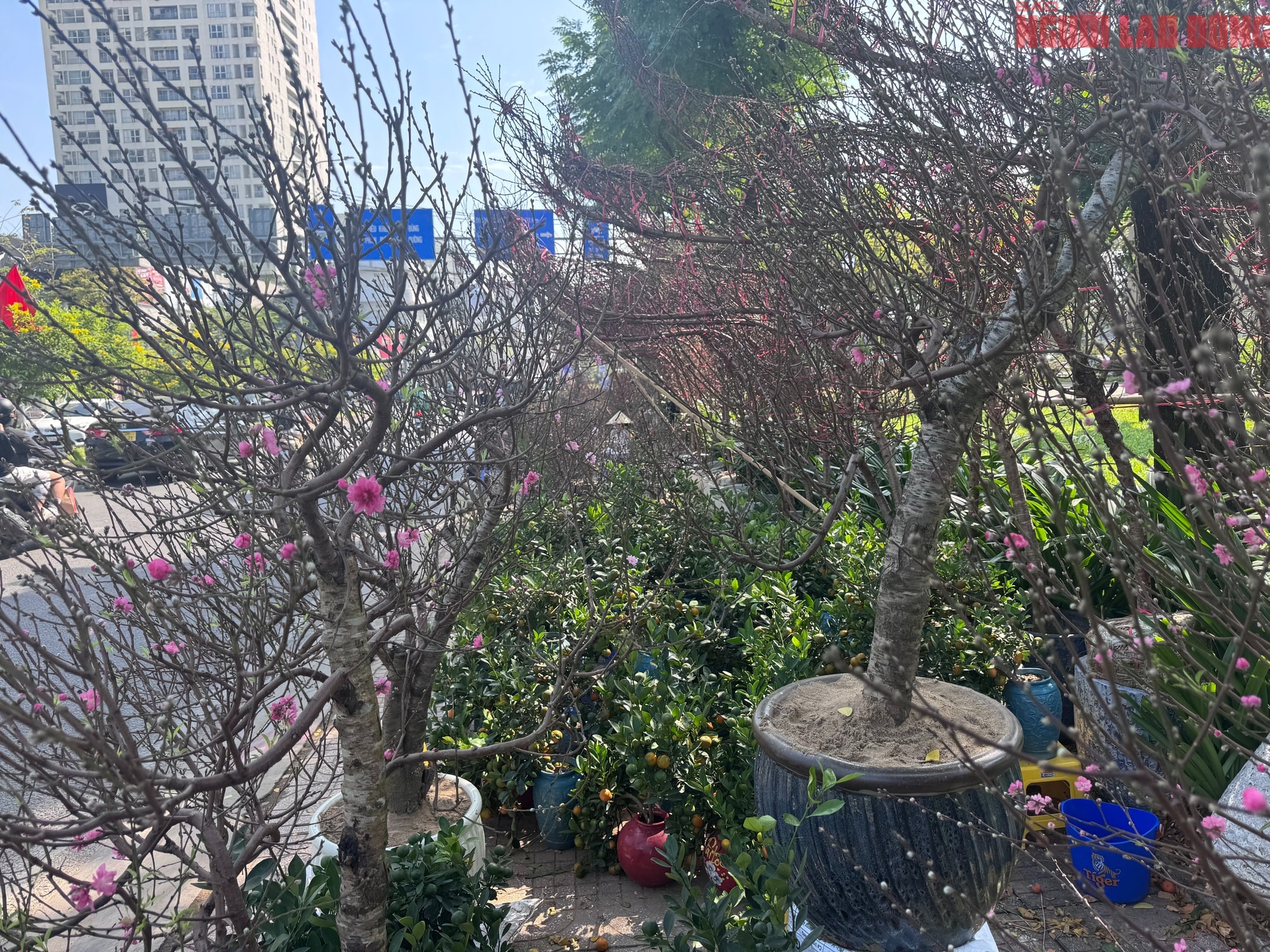 Giá hoa đào Tết 2026 tại TPHCM: Sự bùng nổ về chất lượng và giá cả - Ảnh 2. Giá hoa đào Tết 2026 tại TPHCM: Sự bùng nổ về chất lượng và giá cả - Ảnh 2.