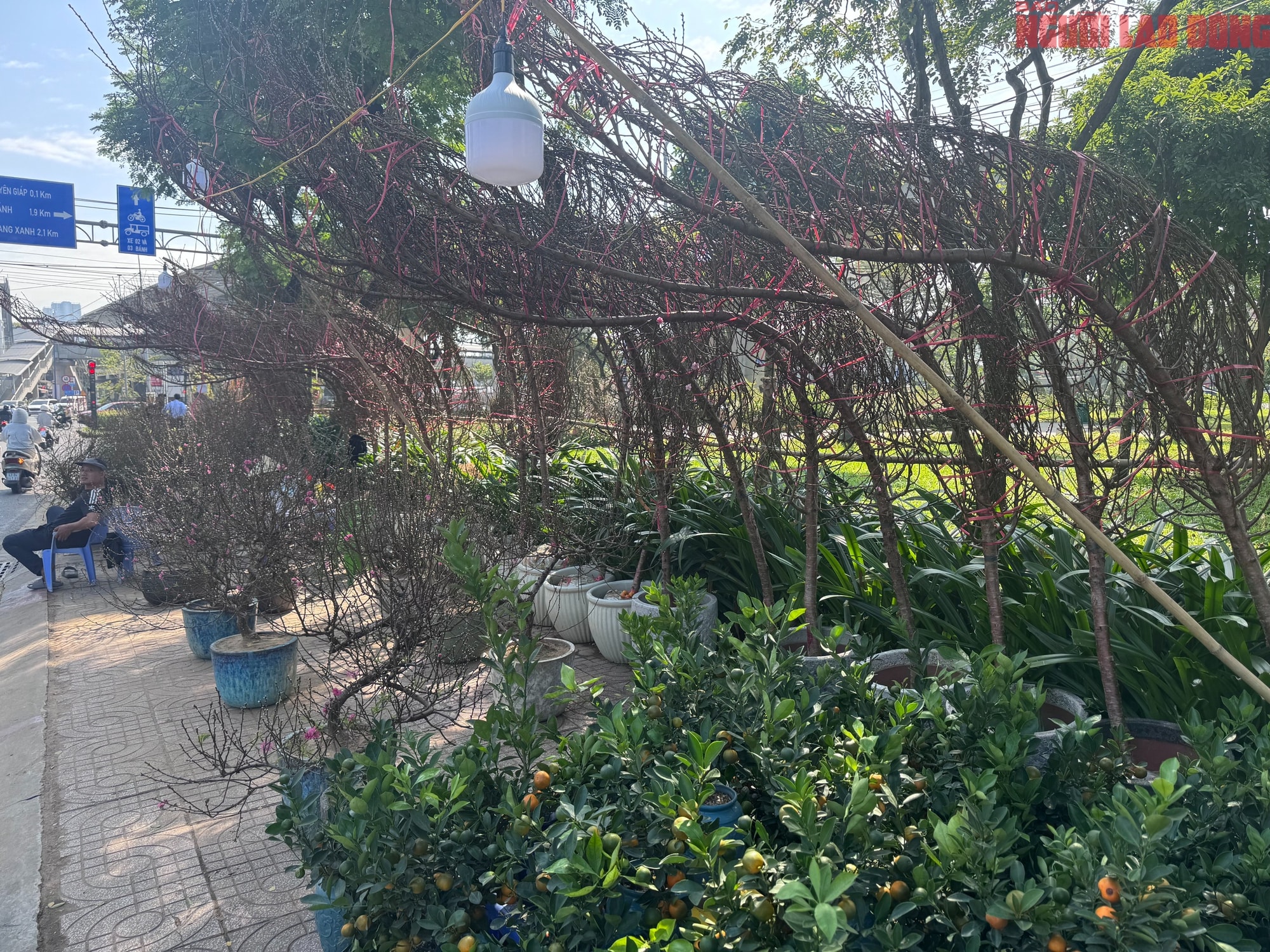 Giá hoa đào Tết 2026 tại TPHCM: Sự bùng nổ về chất lượng và giá cả - Ảnh 3. Giá hoa đào Tết 2026 tại TPHCM: Sự bùng nổ về chất lượng và giá cả - Ảnh 3.