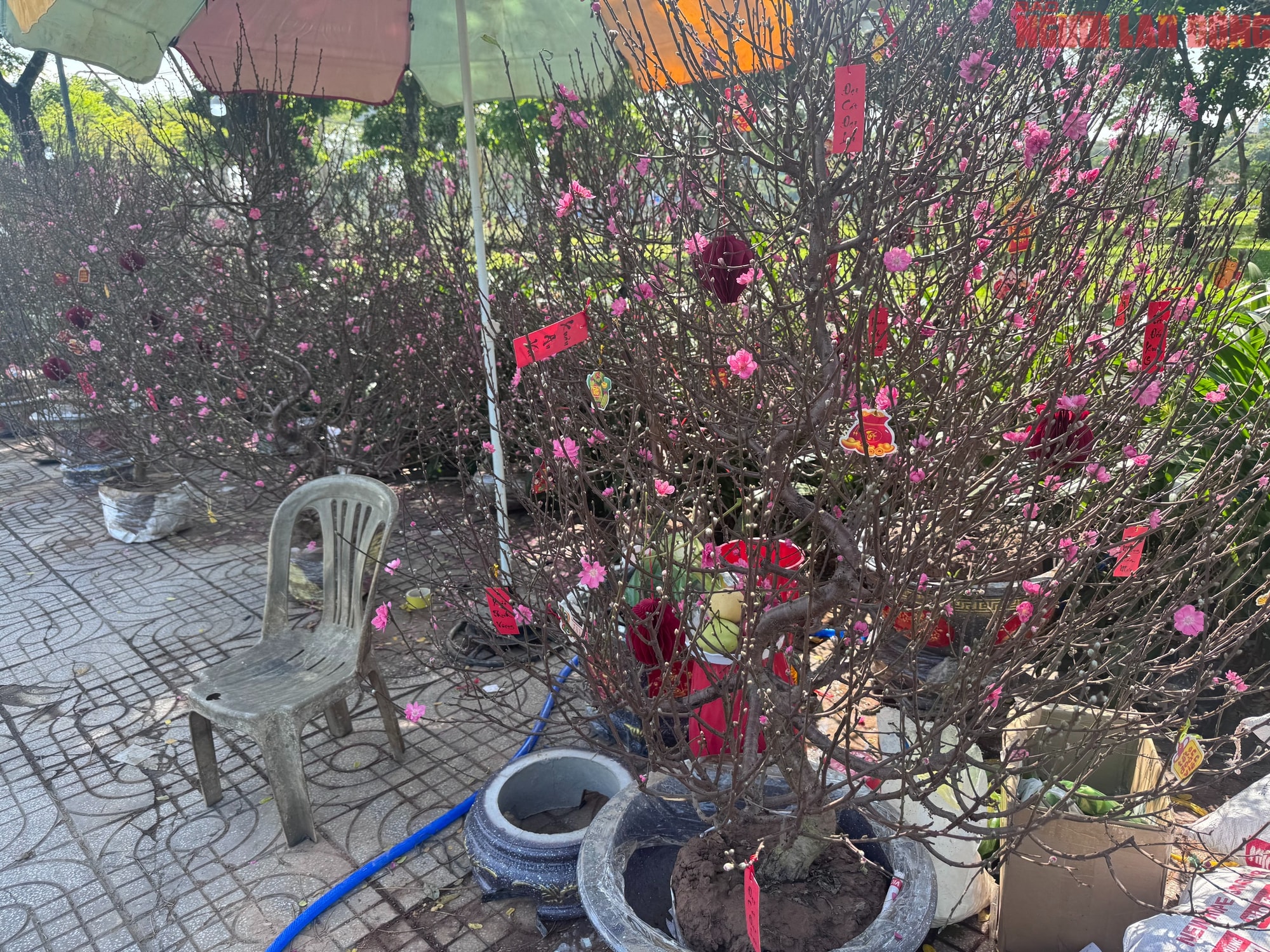 Giá hoa đào Tết 2026 tại TPHCM: Sự bùng nổ về chất lượng và giá cả - Ảnh 4. Giá hoa đào Tết 2026 tại TPHCM: Sự bùng nổ về chất lượng và giá cả - Ảnh 4.