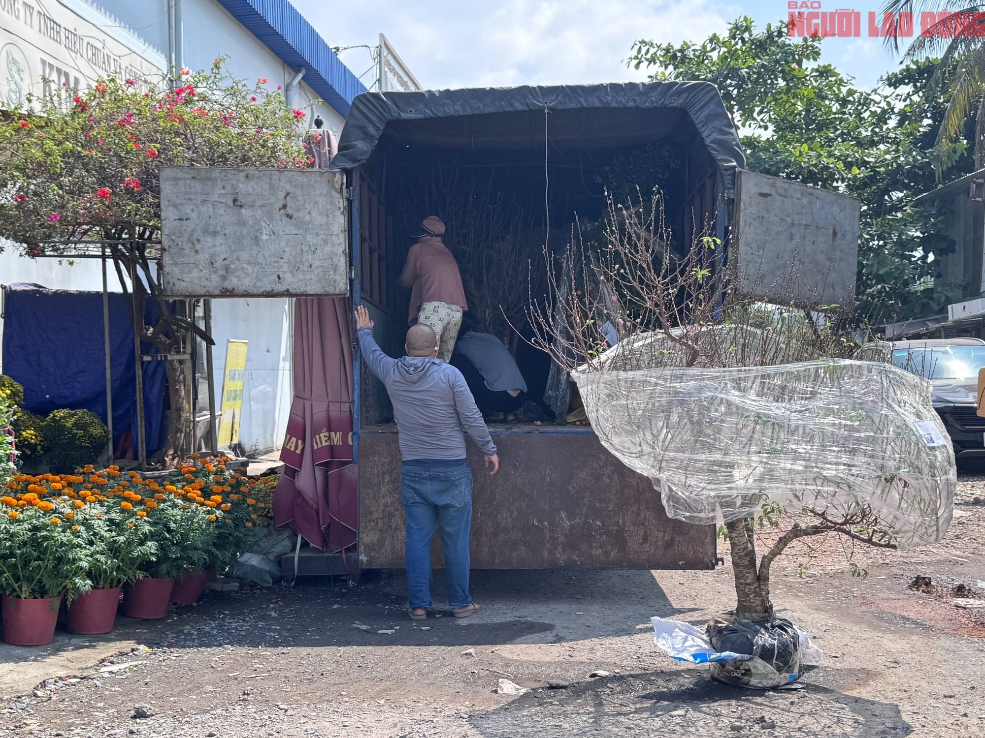 Giá hoa đào Tết 2026 tại TPHCM: Sự bùng nổ về chất lượng và giá cả - Ảnh 5. Giá hoa đào Tết 2026 tại TPHCM: Sự bùng nổ về chất lượng và giá cả - Ảnh 5.