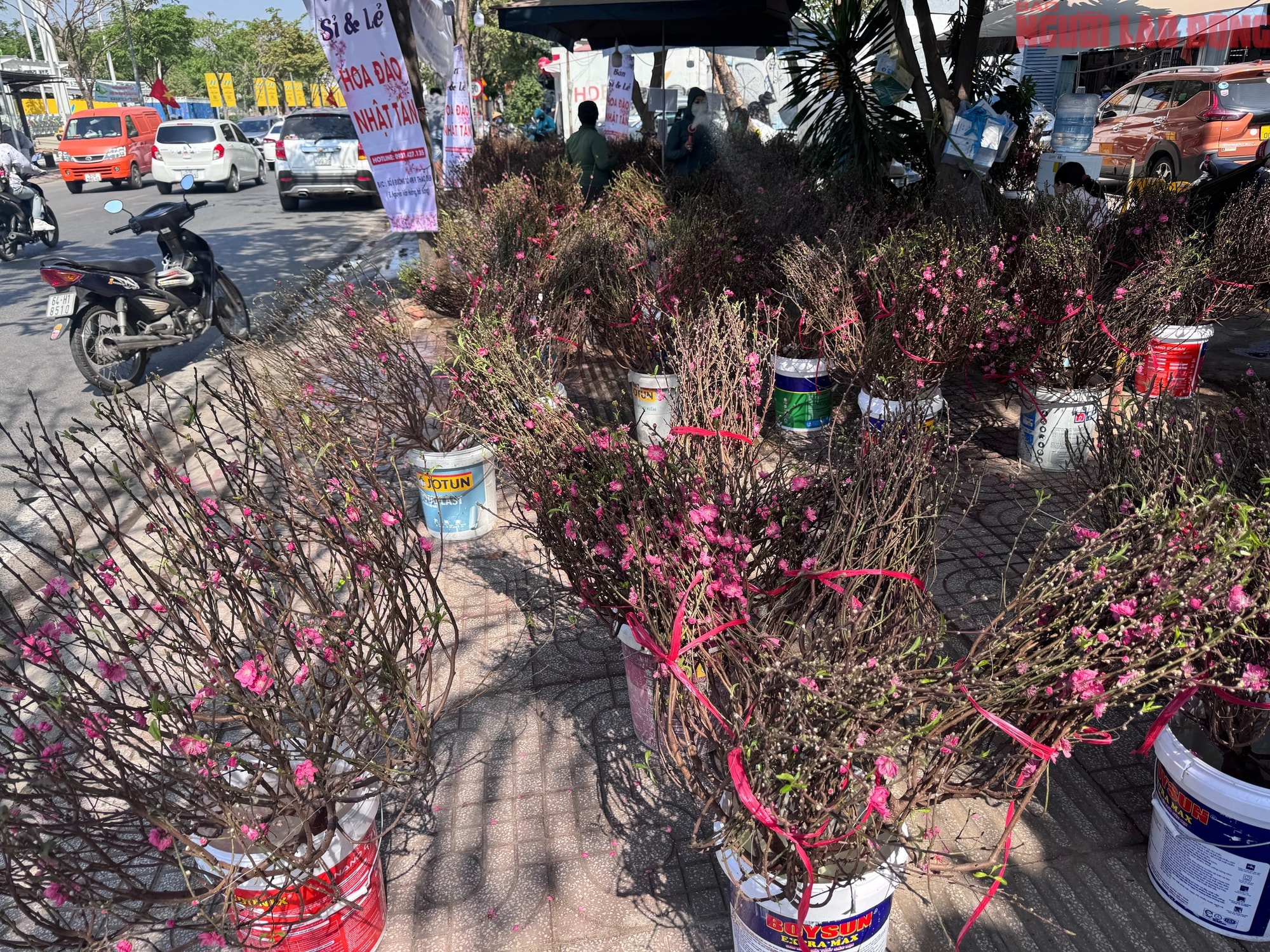 Giá hoa đào Tết 2026 tại TPHCM: Sự bùng nổ về chất lượng và giá cả - Ảnh 6. Giá hoa đào Tết 2026 tại TPHCM: Sự bùng nổ về chất lượng và giá cả - Ảnh 6.