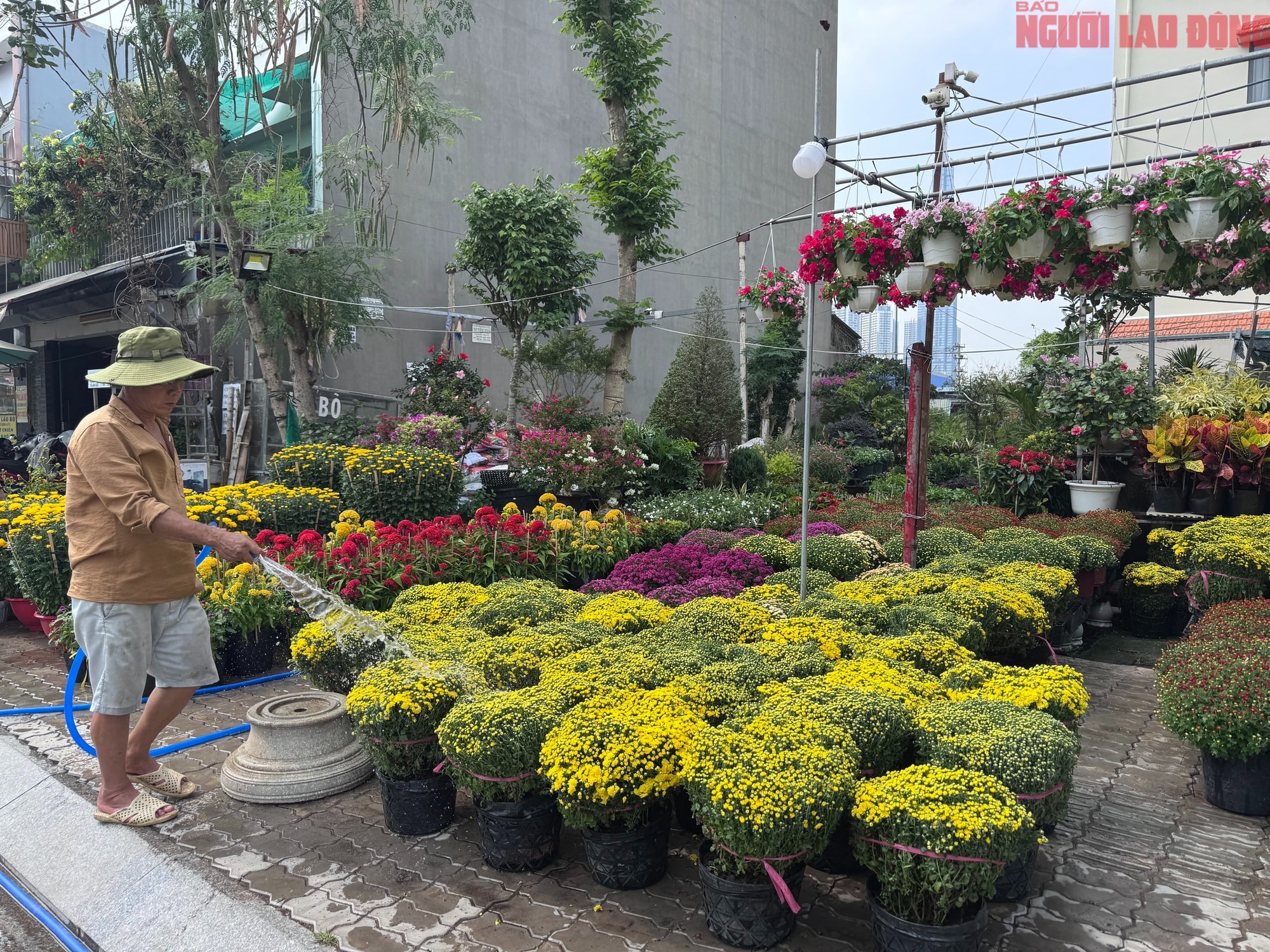 Giá hoa đào Tết 2026 tại TPHCM: Sự bùng nổ về chất lượng và giá cả - Ảnh 7. Giá hoa đào Tết 2026 tại TPHCM: Sự bùng nổ về chất lượng và giá cả - Ảnh 7.