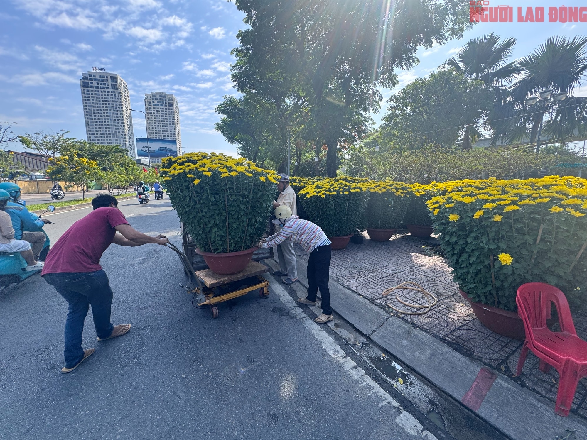 Giá hoa đào Tết 2026 tại TPHCM: Sự bùng nổ về chất lượng và giá cả - Ảnh 8. Giá hoa đào Tết 2026 tại TPHCM: Sự bùng nổ về chất lượng và giá cả - Ảnh 8.