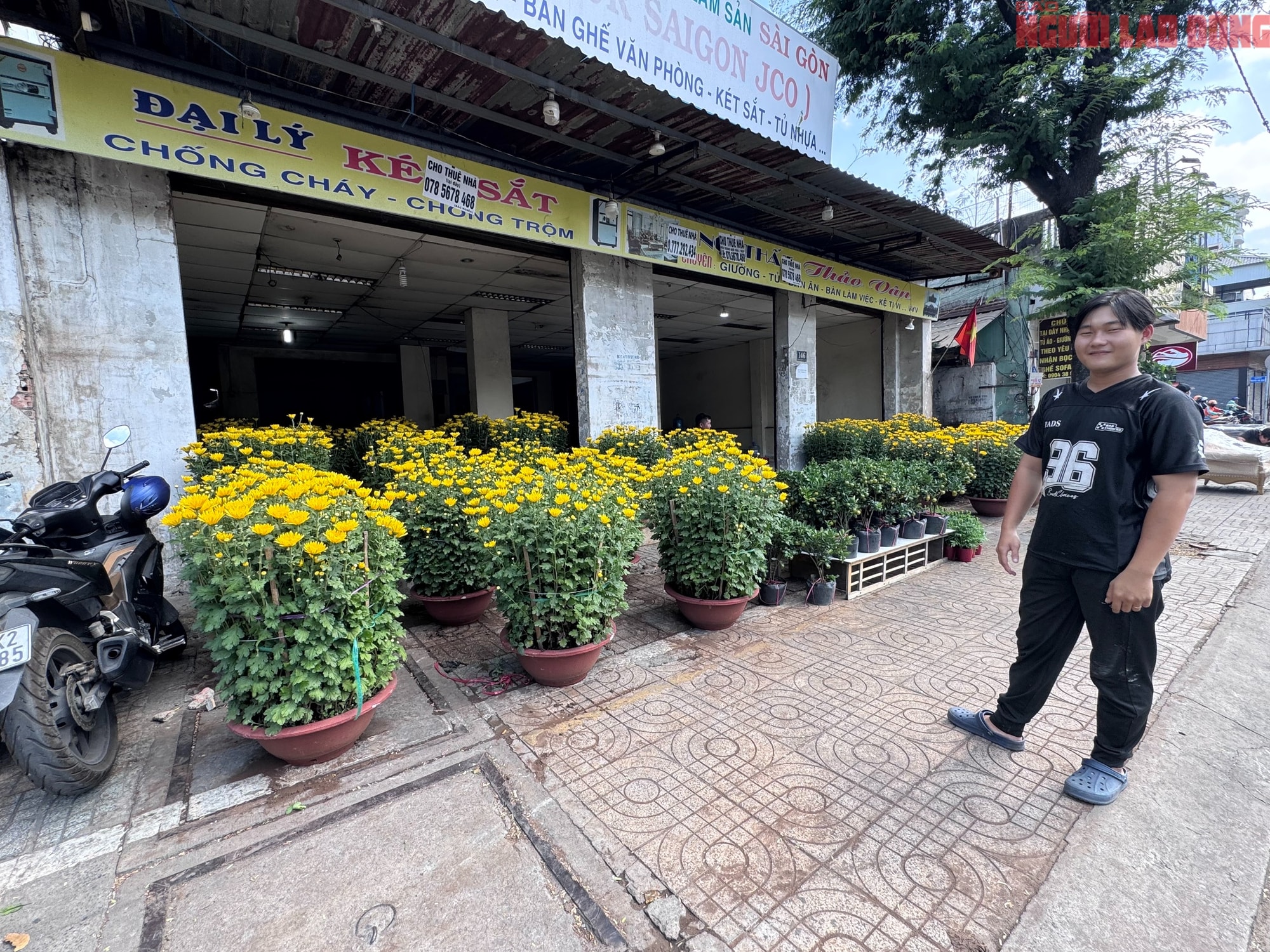 Giá hoa đào Tết 2026 tại TPHCM: Sự bùng nổ về chất lượng và giá cả - Ảnh 9. Giá hoa đào Tết 2026 tại TPHCM: Sự bùng nổ về chất lượng và giá cả - Ảnh 9.