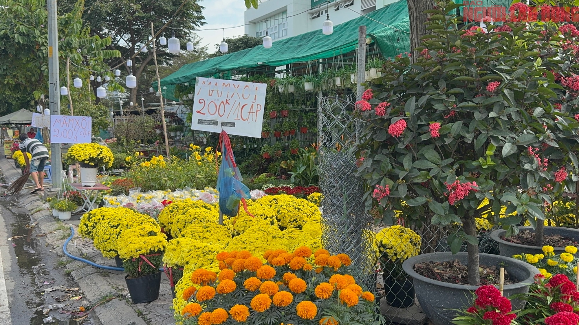 Giá hoa đào Tết 2026 tại TPHCM: Sự bùng nổ về chất lượng và giá cả - Ảnh 12. Giá hoa đào Tết 2026 tại TPHCM: Sự bùng nổ về chất lượng và giá cả - Ảnh 12.