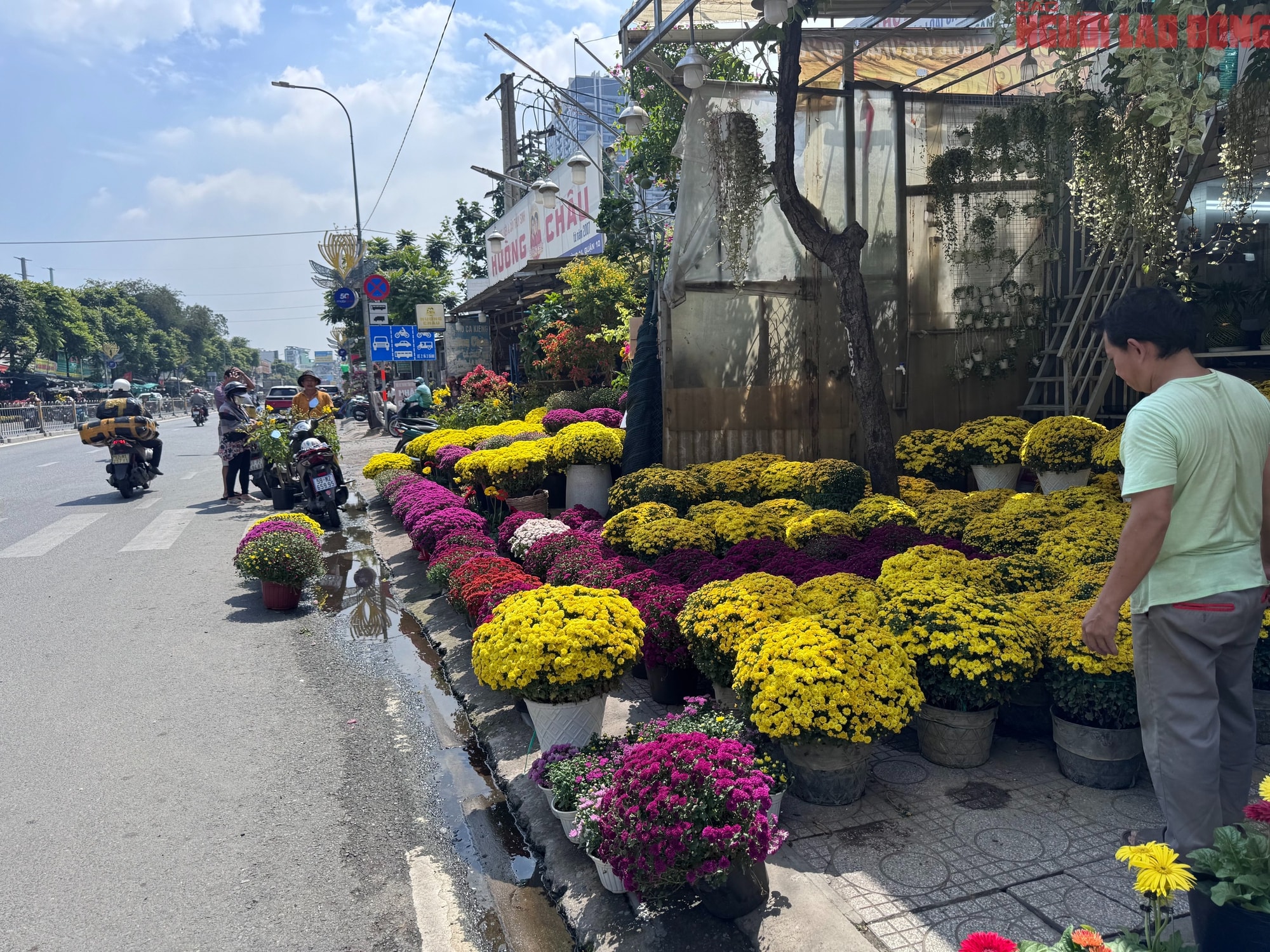 Giá hoa đào Tết 2026 tại TPHCM: Sự bùng nổ về chất lượng và giá cả - Ảnh 13. Giá hoa đào Tết 2026 tại TPHCM: Sự bùng nổ về chất lượng và giá cả - Ảnh 13.