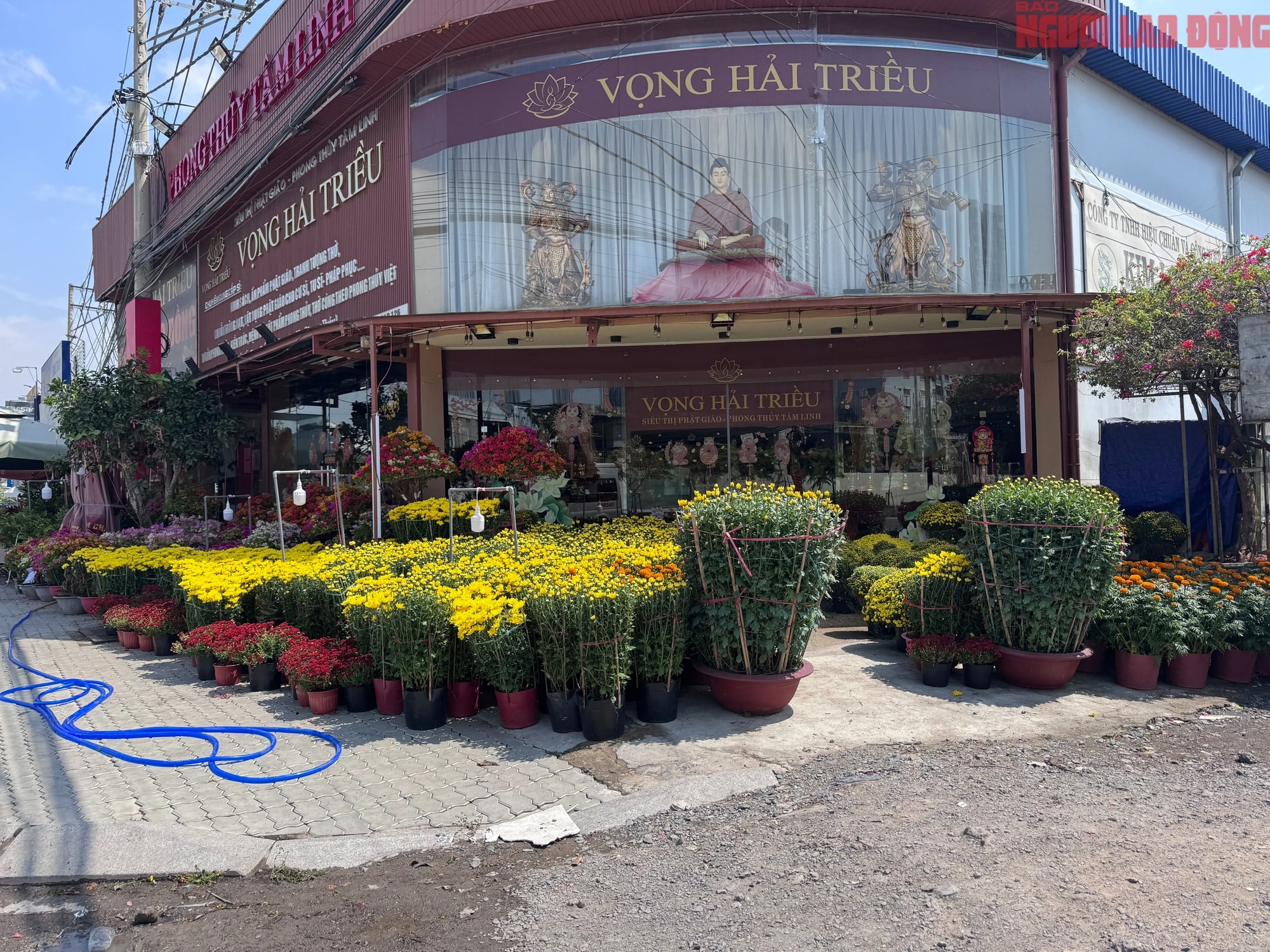 Giá hoa đào Tết 2026 tại TPHCM: Sự bùng nổ về chất lượng và giá cả - Ảnh 15. Giá hoa đào Tết 2026 tại TPHCM: Sự bùng nổ về chất lượng và giá cả - Ảnh 15.