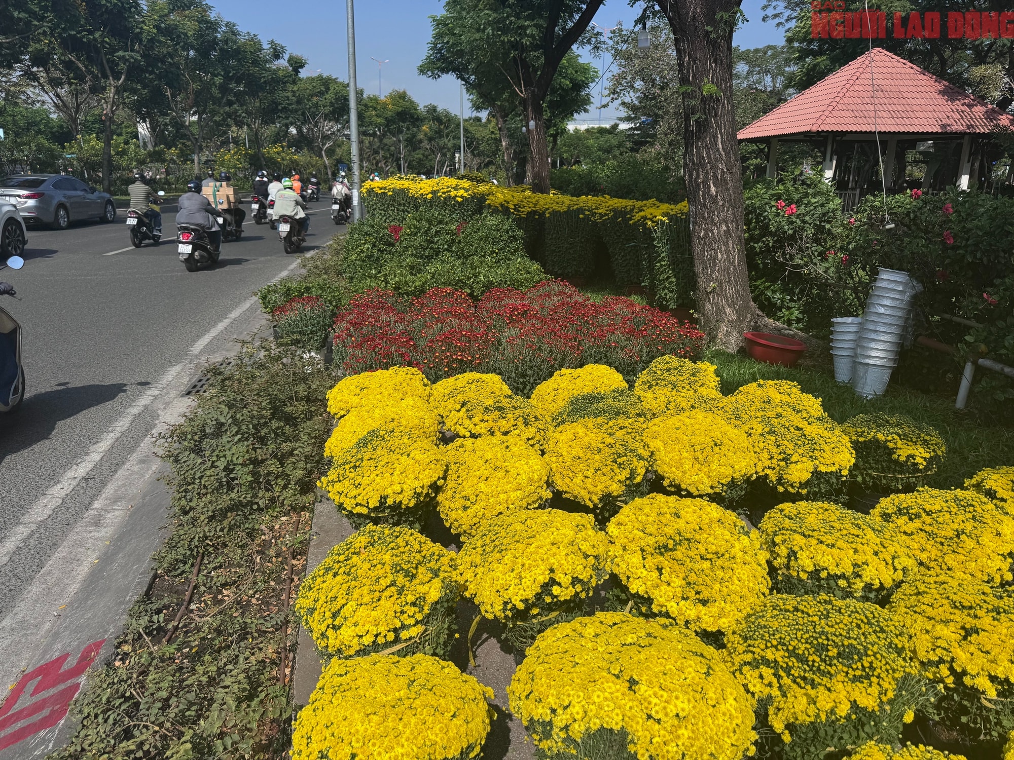 Giá hoa đào Tết 2026 tại TPHCM: Sự bùng nổ về chất lượng và giá cả - Ảnh 17. Giá hoa đào Tết 2026 tại TPHCM: Sự bùng nổ về chất lượng và giá cả - Ảnh 17.