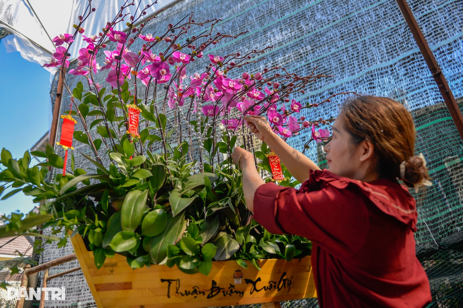 Người Đà Lạt tất bật chăm chút, đưa hoa cao cấp ra thị trường Tết - 11