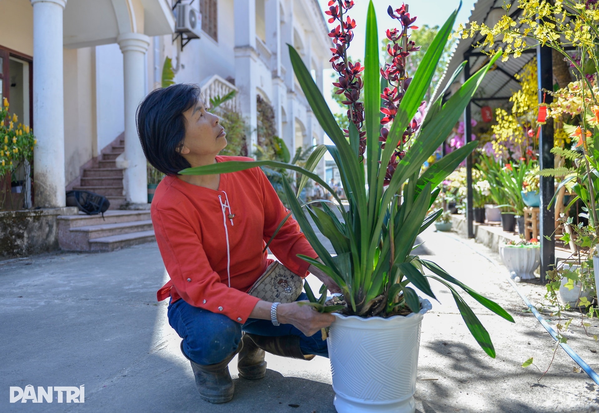 Người Đà Lạt tất bật chăm chút, đưa hoa cao cấp ra thị trường Tết - 5