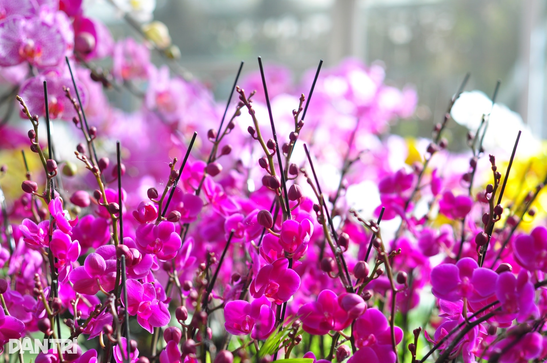 Người Đà Lạt tất bật chăm chút, đưa hoa cao cấp ra thị trường Tết - 8