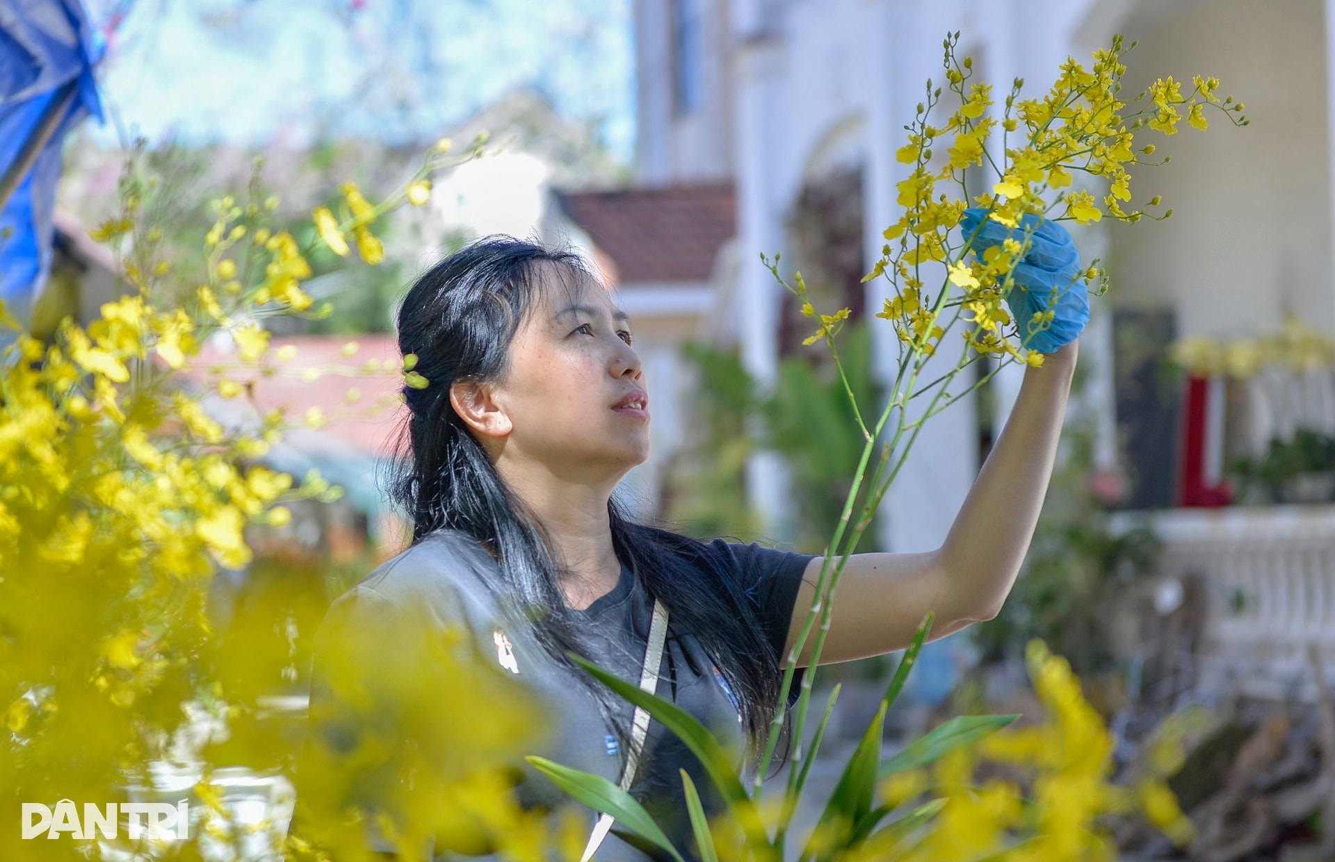 Người Đà Lạt tất bật chăm chút, đưa hoa cao cấp ra thị trường Tết - 12