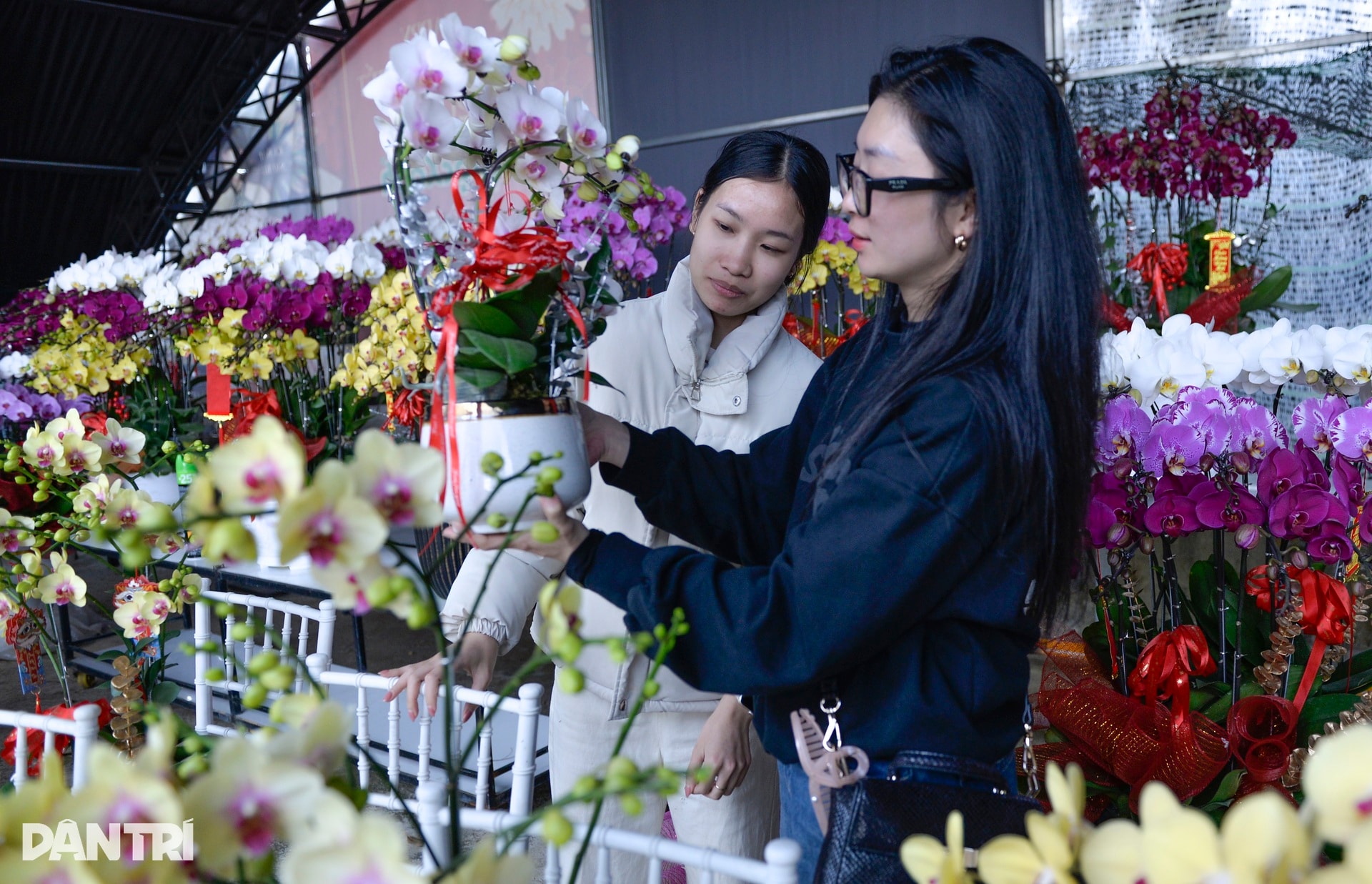 Người Đà Lạt tất bật chăm chút, đưa hoa cao cấp ra thị trường Tết - 7