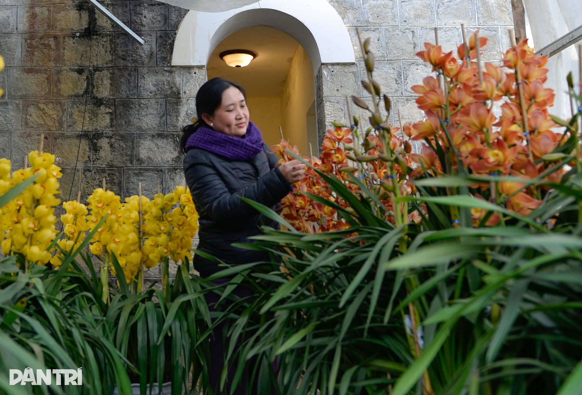 Người Đà Lạt tất bật chăm chút, đưa hoa cao cấp ra thị trường Tết - 4
