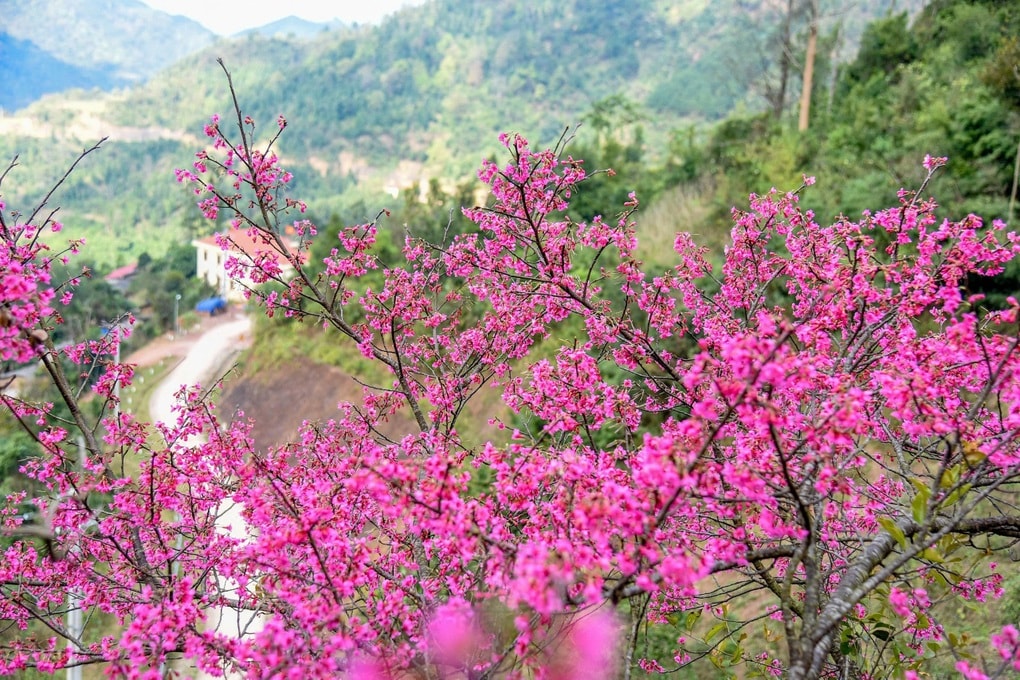 Rực sắc đào nơi biên giới, Lạng Sơn mở hội đón du khách suốt 2 tháng - 1 Rực sắc đào nơi biên giới, Lạng Sơn mở hội đón du khách suốt 2 tháng - 1