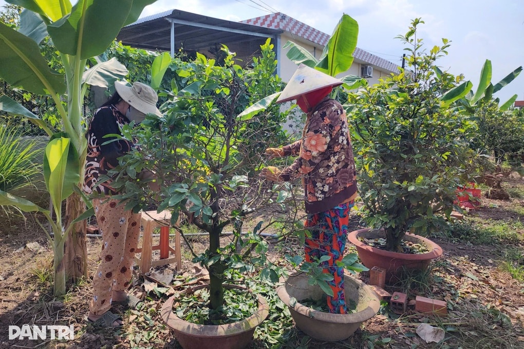 Làng mai bạc tỷ nức tiếng miền Tây đìu hiu những ngày cận Tết - 3 Làng mai bạc tỷ nức tiếng miền Tây đìu hiu những ngày cận Tết - 3