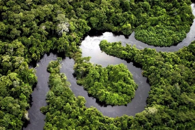 Một phần rừng Amazon địa phận Peru. Ảnh: Paul Rosolie