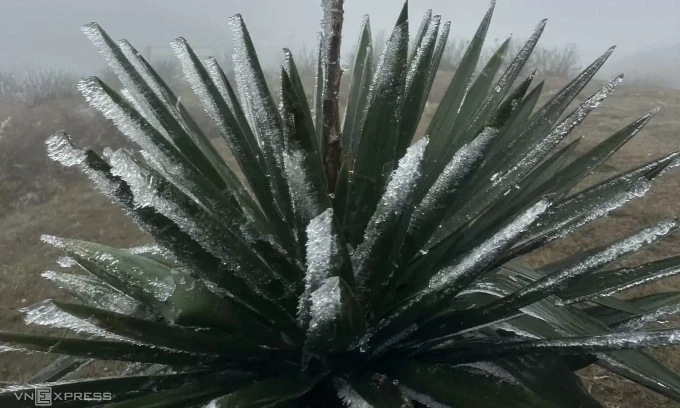 Băng giá trên đỉnh Mẫu Sơn, Lạng Sơn ngày 22/1. Ảnh: Đình Quyết