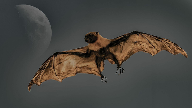 Loài vật quý hiếm bậc nhất hành tinh, tưởng tuyệt tích 40 năm bất ngờ "tái xuất" - Ảnh 2.