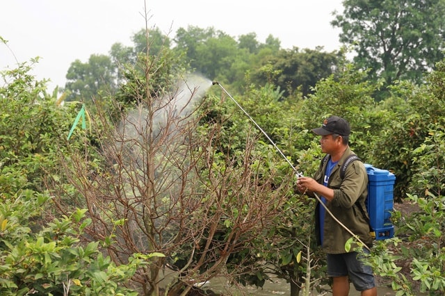 Địa phương TPHCM tổ chức livestream bán mai vàng hỗ trợ nông dân 2026 - Ảnh 8.