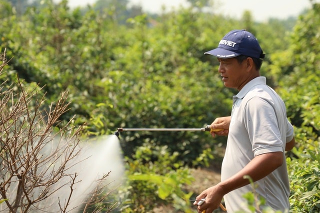 Địa phương TPHCM tổ chức livestream bán mai vàng hỗ trợ nông dân 2026 - Ảnh 12.