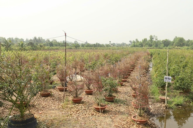 Địa phương TPHCM tổ chức livestream bán mai vàng hỗ trợ nông dân 2026 - Ảnh 13.