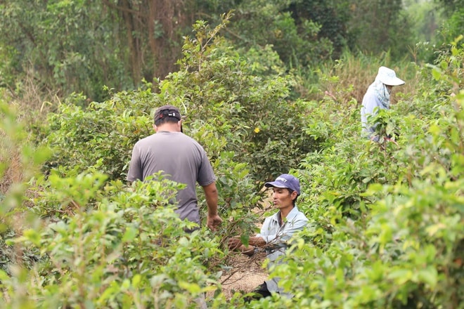 Địa phương TPHCM tổ chức livestream bán mai vàng hỗ trợ nông dân 2026 - Ảnh 10.