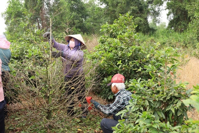 Địa phương TPHCM tổ chức livestream bán mai vàng hỗ trợ nông dân 2026 - Ảnh 11.