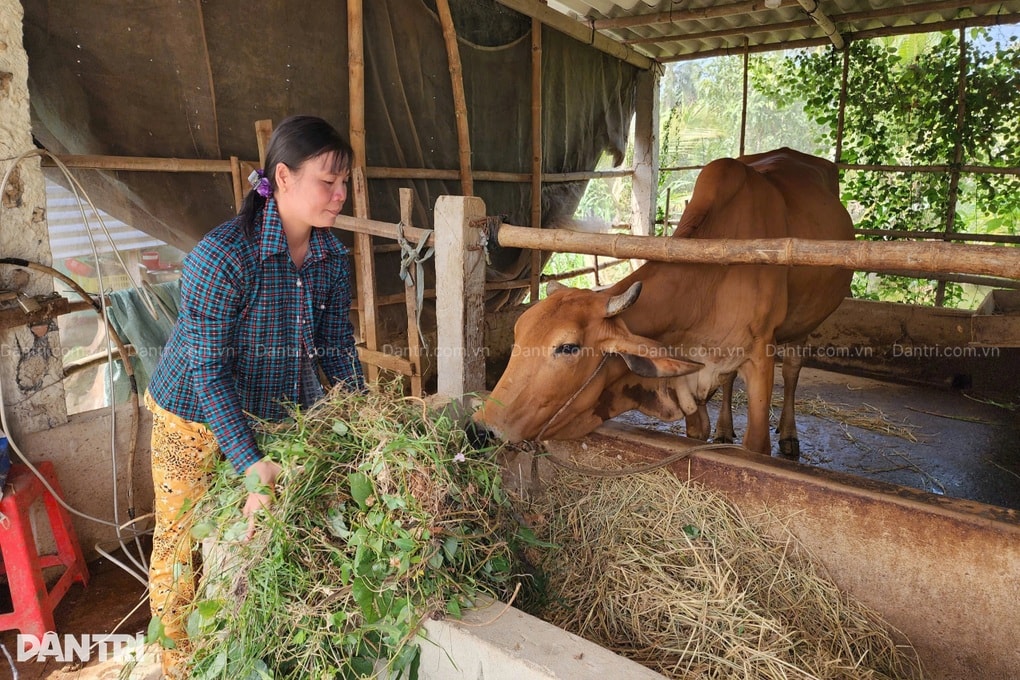 Vợ nghèo bó chổi 10.000 đồng/cây, nuôi chồng suy thận, con trai mù loà - 5