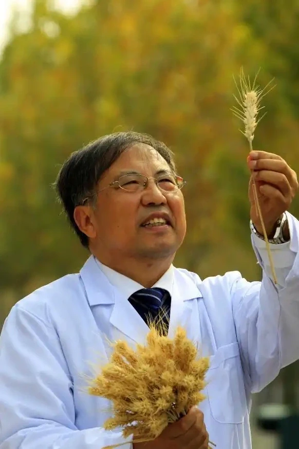 Ông Ru Zhengang là cha đẻ của các giống lúa mì năng suất cao, người gián tiếp tạo ra 1/8 số bánh bao được tiêu thụ tại Trung Quốc. Ảnh: Hôn nhân và gia đình