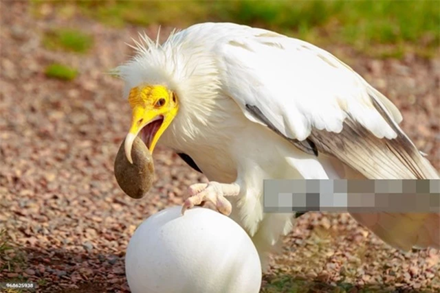 Loài vật quý hiếm bậc nhất thế giới, tuyệt tích hơn 150 năm bất ngờ "tái xuất" biết dùng đá đập vỡ trứng - Ảnh 1.