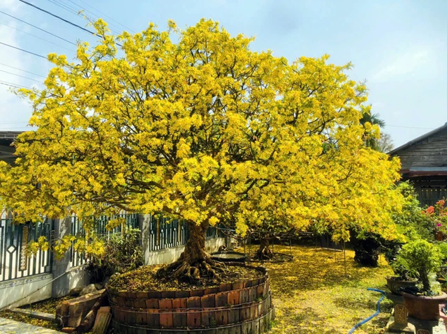 Khách đại gia ngã giá 10 tỷ đồng cho cây mai 129 tuổi, chủ nhân chưa gật đầu - Ảnh 2.