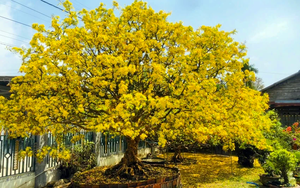 Cây mai cổ nhìn như "củi khô", đại gia bí ẩn trả giá gần 1 tỷ đồng chủ vẫn chưa ưng bán - Ảnh 4.