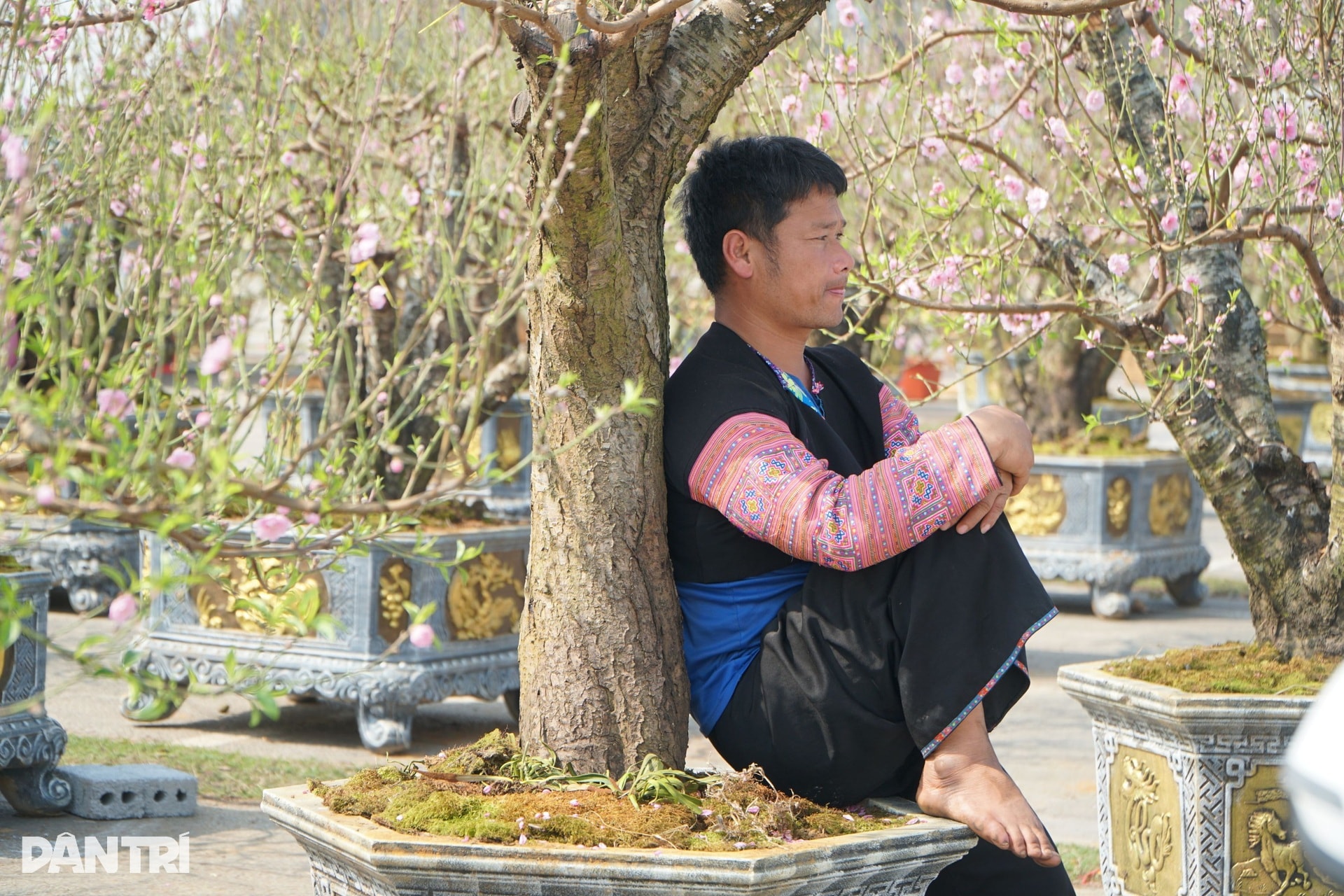 Chàng trai người Mông vượt hơn 200km từ Sơn La vào Thanh Hóa bán đào thuê - 3