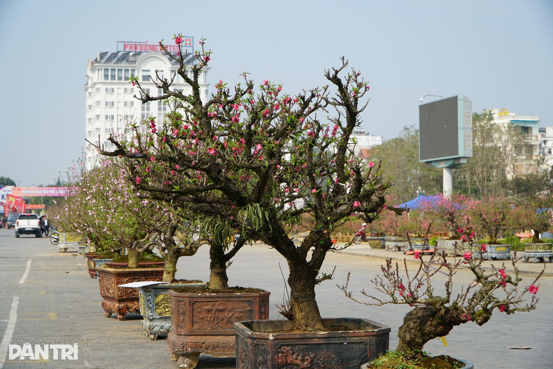 Chàng trai người Mông vượt hơn 200km từ Sơn La vào Thanh Hóa bán đào thuê - 11