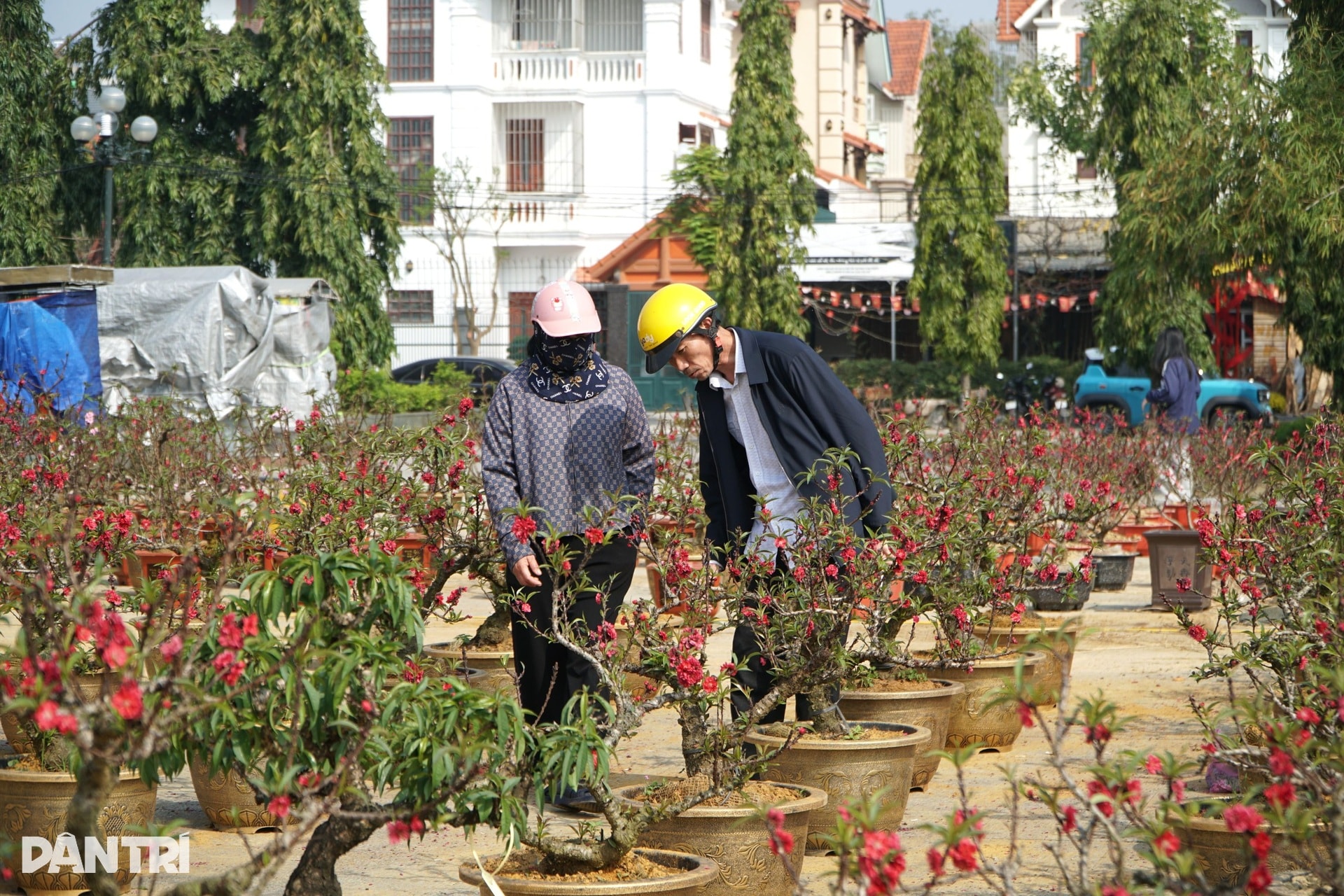 Chàng trai người Mông vượt hơn 200km từ Sơn La vào Thanh Hóa bán đào thuê - 7