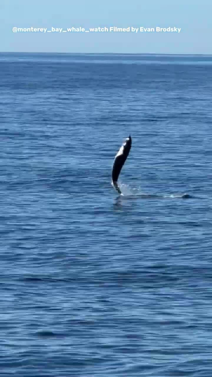 Cá heo 'đi bộ bằng đuôi' trước mặt du khách