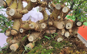 Cây mai cổ nhìn như "củi khô", đại gia bí ẩn trả giá gần 1 tỷ đồng chủ vẫn chưa ưng bán - Ảnh 5.