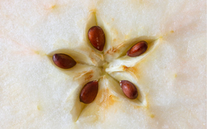 3 loại quả "đại bổ" cho gan, nhất cái số 1 mùa này ở Việt Nam rất nhiều - Ảnh 4.