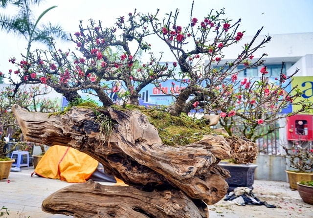 Đào thất thốn xuống phố có giá hàng trăm triệu, phục vụ chơi tết Bính Ngọ - Ảnh 4.