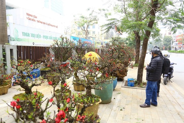 Đào thất thốn xuống phố có giá hàng trăm triệu, phục vụ chơi tết Bính Ngọ - Ảnh 3.