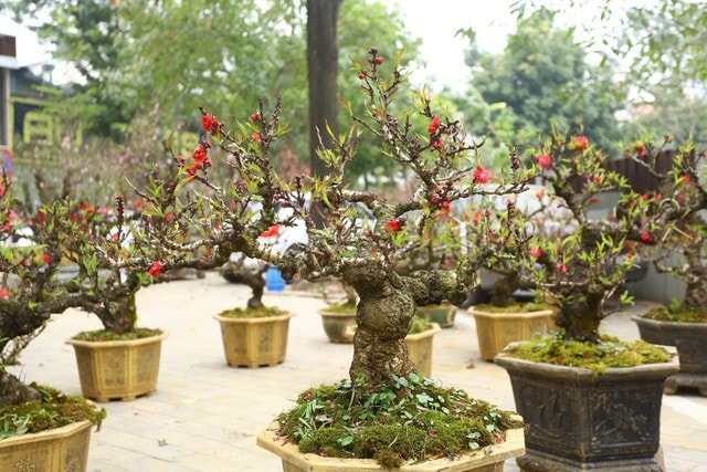 Đào thất thốn xuống phố có giá hàng trăm triệu, phục vụ chơi tết Bính Ngọ - Ảnh 1.