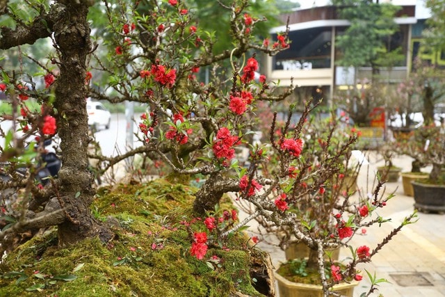 Đào thất thốn xuống phố có giá hàng trăm triệu, phục vụ chơi tết Bính Ngọ - Ảnh 2.