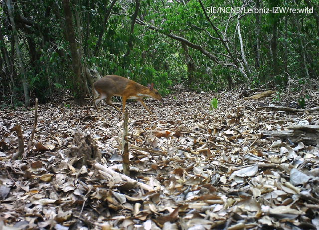 Loài vật quý hiếm bậc nhất hành tinh, tuyệt chủng 30 năm bất ngờ "tái xuất" ngỡ ngàng - Ảnh 2.